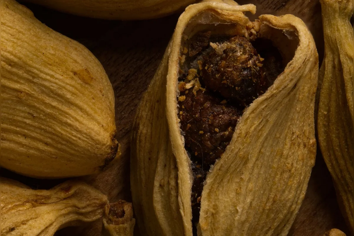 An open dried cardamom pod revealing its dark seeds