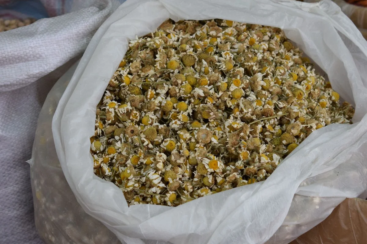 Dried yellow and white chamomile flower heads in an open sack