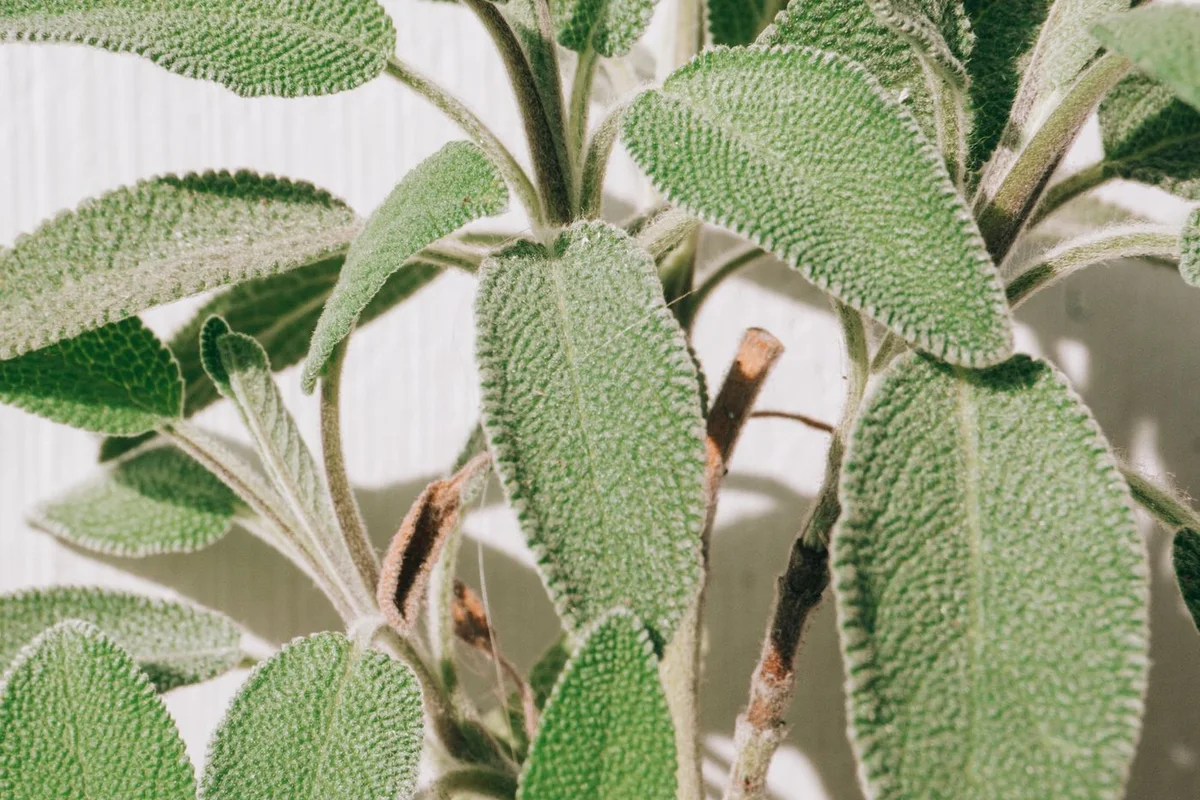 Textured grey-green sage leaves on a living plant