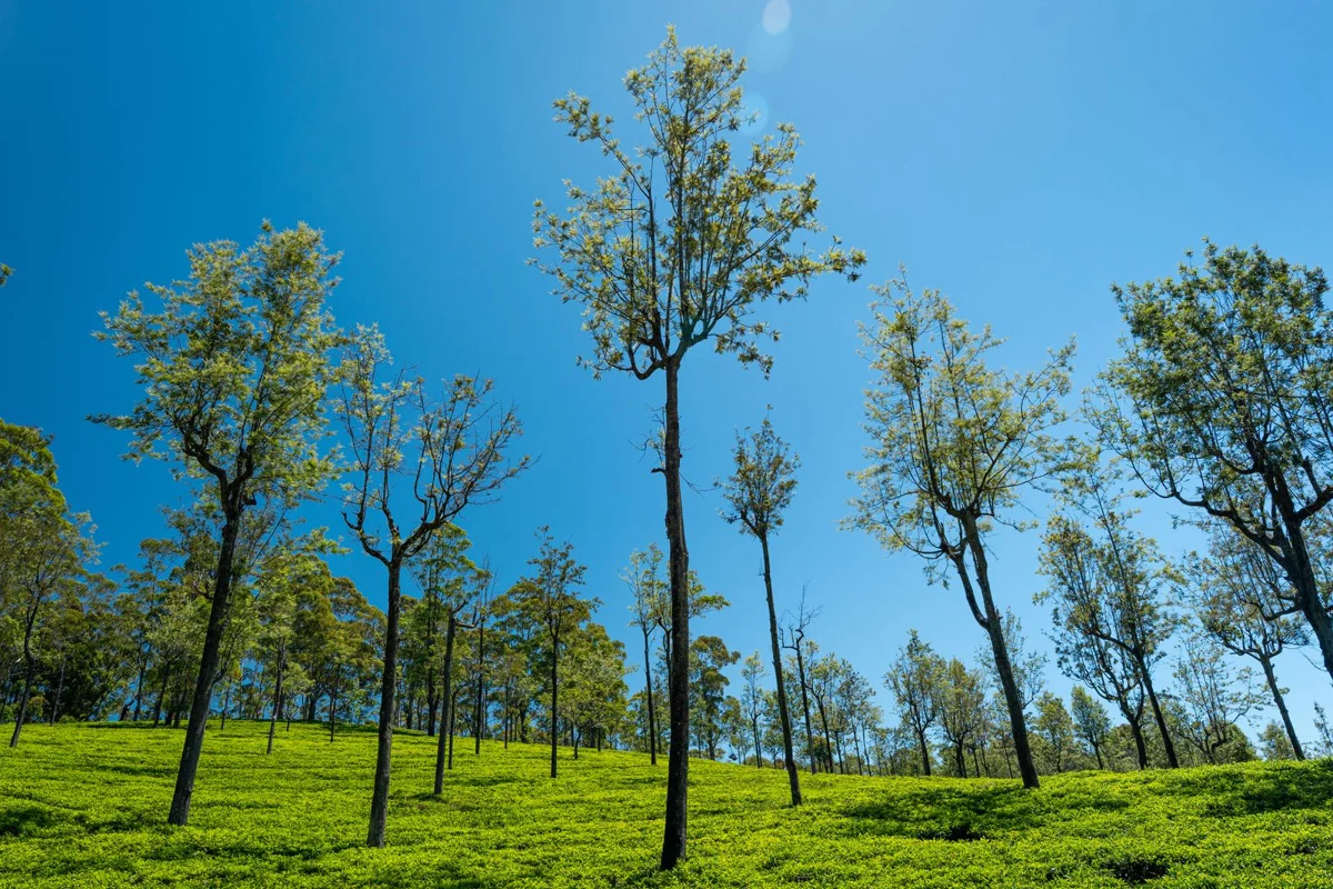 Tea plants and tall trees under a blue sky in Sri Lanka