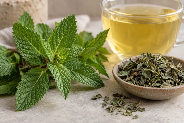 Fresh peppermint leaves beside dried peppermint and a clear herbal infusion
