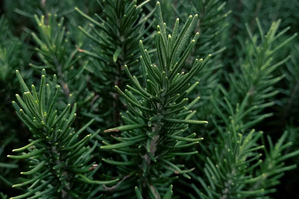 Needle-like rosemary leaves growing along woody stems