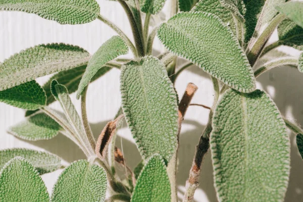 Textured grey-green sage leaves on a living plant