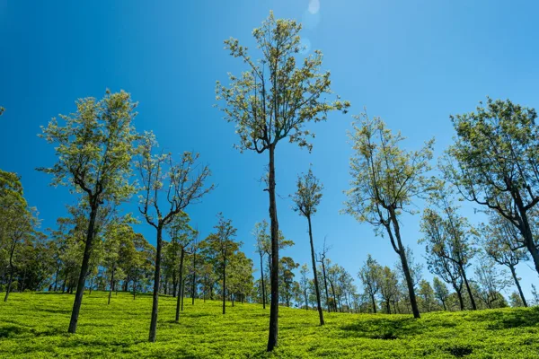 Tea plants and tall trees under a blue sky in Sri Lanka