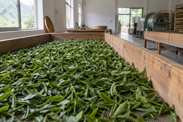 Tea leaves on withering trough in clean small tea factory interior