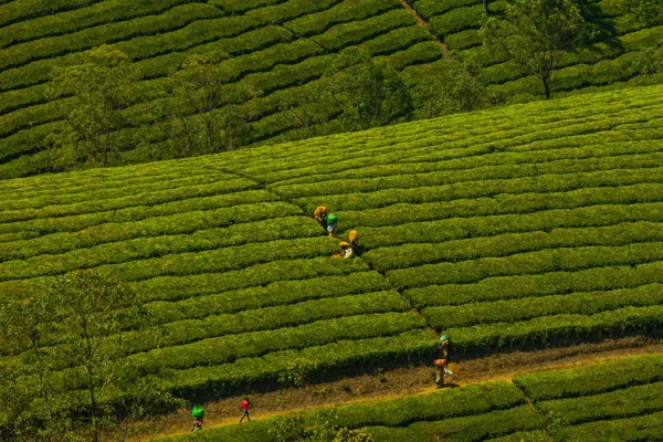 People working between rows of tea bushes